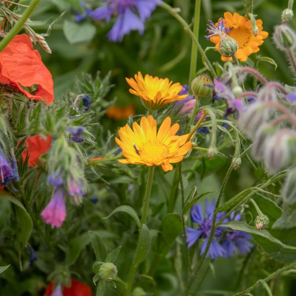 Unwins Nature's Haven Easy Wildflower Seed Mix 1.2kg | 20500318