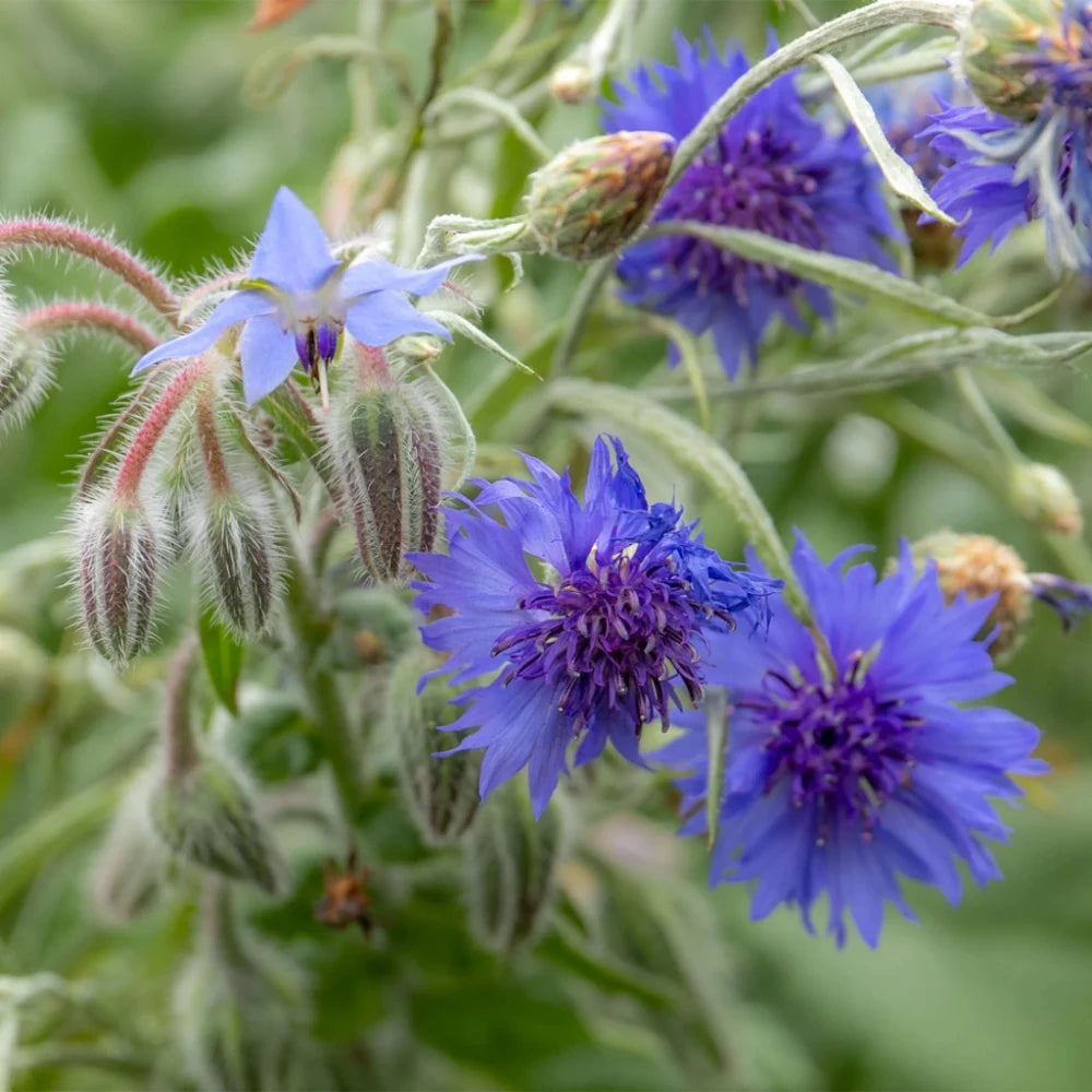 Unwins Nature's Haven Easy Wildflower Seed Mix 1.2kg | 20500318