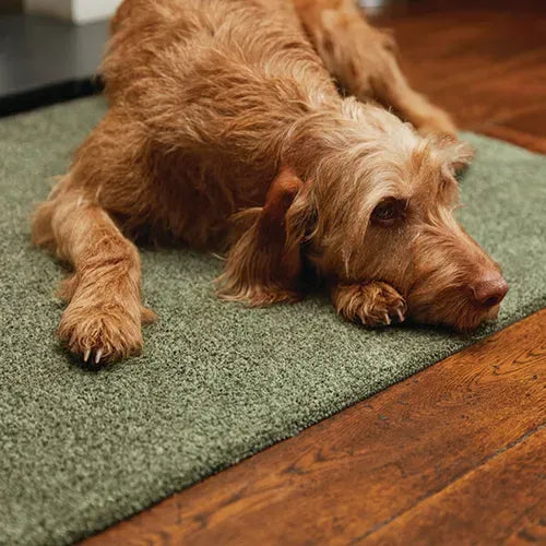 Tan colored dog lying on a sage green Hug Rug doormat positioned between wooden flooring and hardwood floor