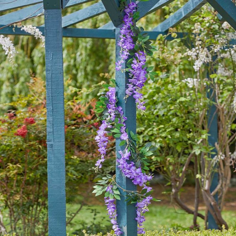 Purple wisteria garland draped on teal blue wooden pergola in garden setting with white flowers and green foliage in background