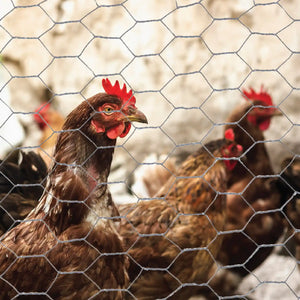 Brown rooster behind galvanised hexagonal chicken wire mesh fencing with blurred chickens in background on farm