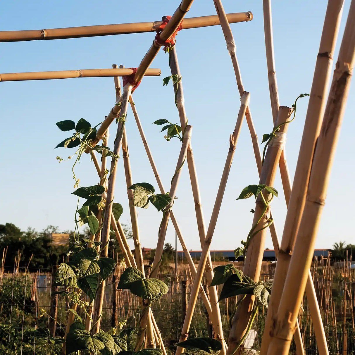 Natural bamboo garden canes 90cm supporting climbing hop plants with green leaves in a vegetable garden with clear blue sky