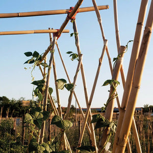 Natural bamboo canes supporting climbing hop plants in a garden setting with clear blue sky and cultivated field in background