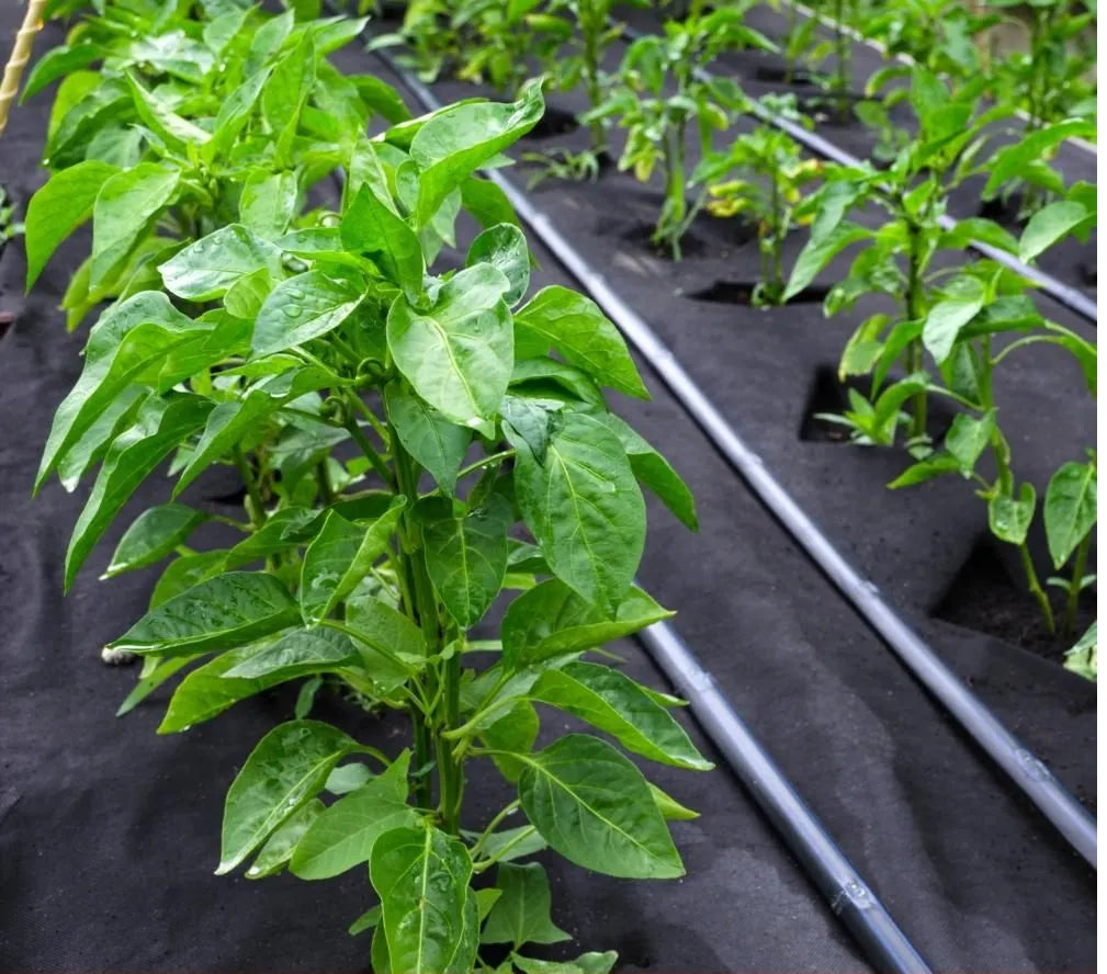 Young tomato plants growing through black weed control fabric with drip irrigation lines in a garden bed