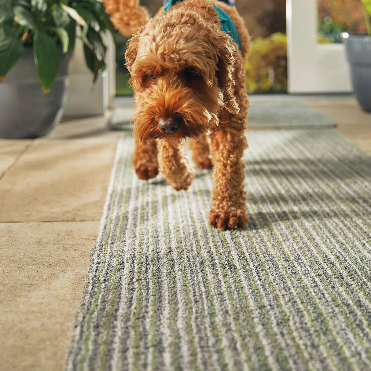 Apricot-coloured curly-haired dog walking on a green and grey striped Hug Rug doormat in an entryway with potted plants and white walls visible in the background