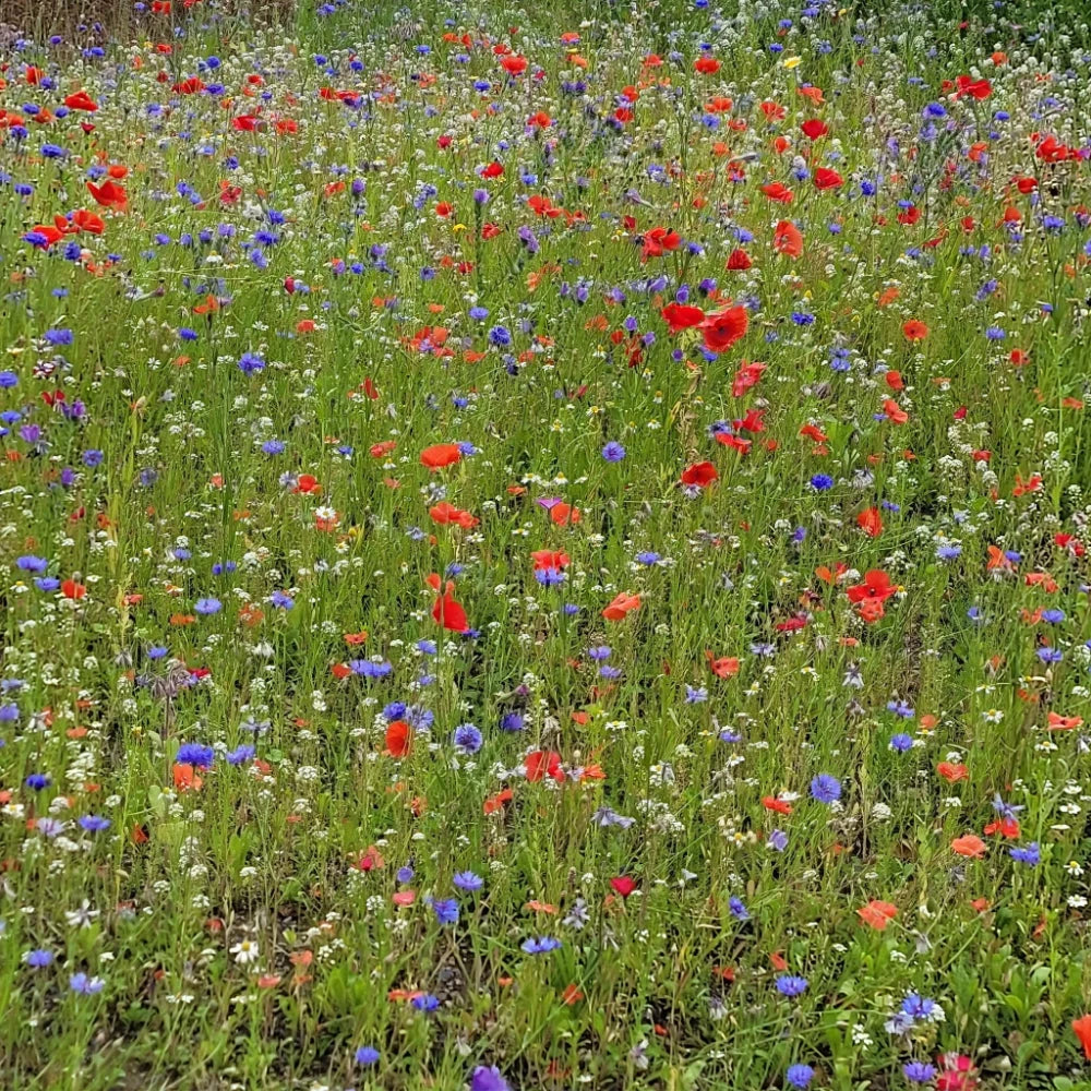 Unwins Nature's Haven Easy Wildflower Seed Mix 1.2kg | 20500318