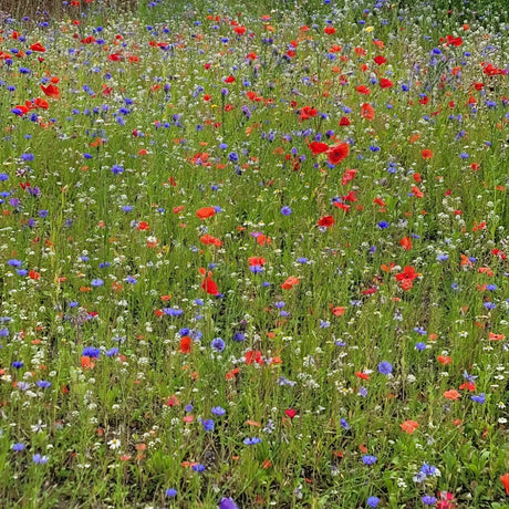 Unwins Nature's Haven Easy Wildflower Seed Mix 1.2kg | 20500318