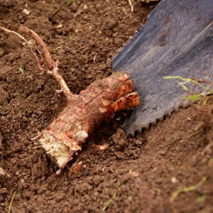 JML Rayzer Root Saw Shovel Spade | A002575