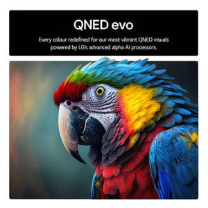 LG 43 inch QNED Evo AI television displaying vibrant macro image of colorful macaw parrot with red yellow and blue feathers showcasing advanced alpha AI processor color enhancement technology